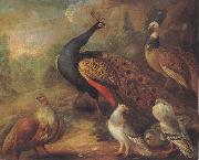 Marmaduke Cradock Peacock and Partridge oil painting on canvas